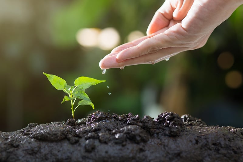 Spring Planting
