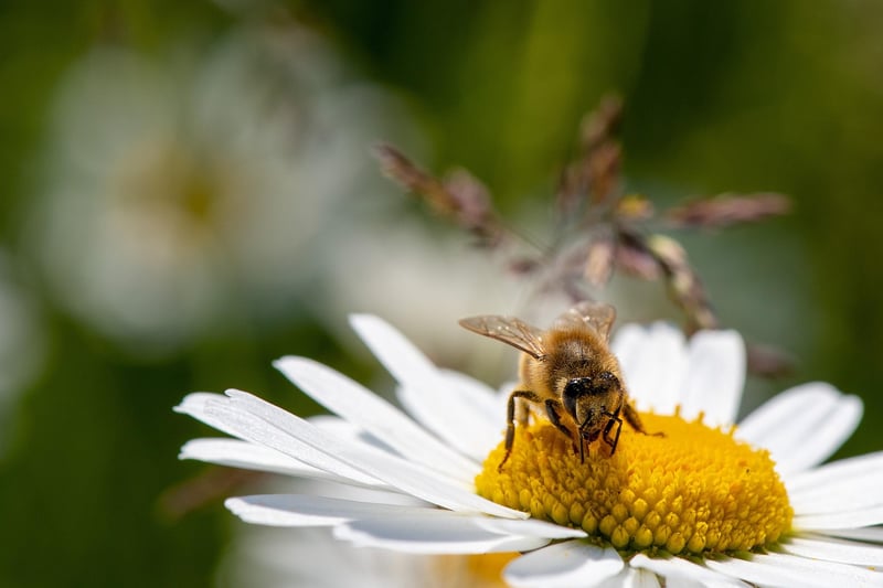 Daisy Flowers