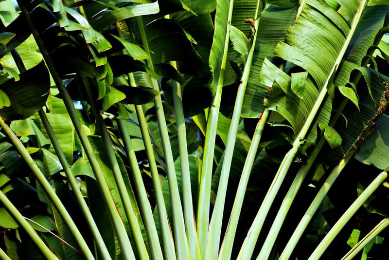 Plant stands